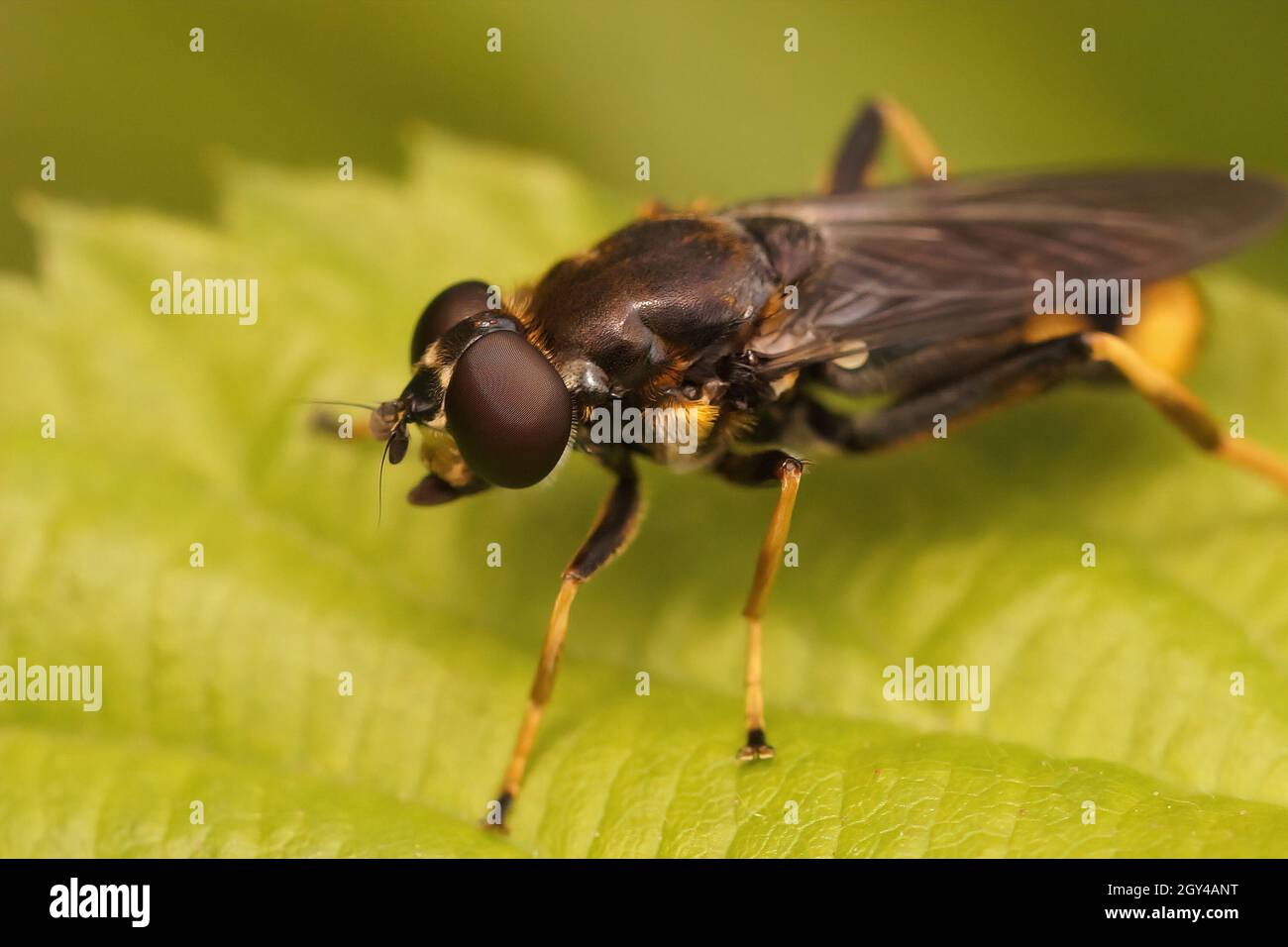 Closeup on the golden tailed leafwalker hoverfly, Xylota sylvarum Stock Photo