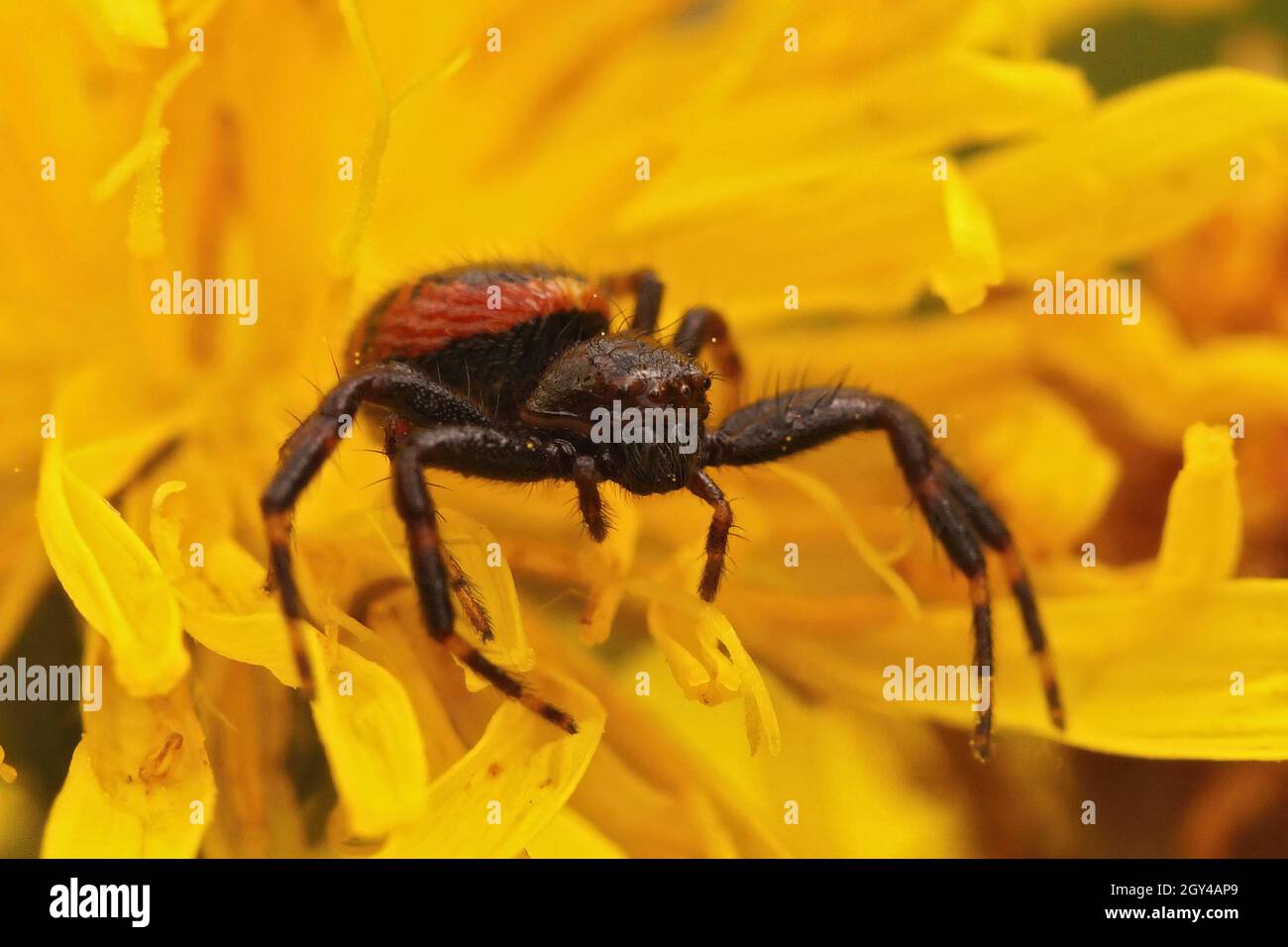 Closeup on the Napoleon spider, Synaema globosum, sitting Stock Photo