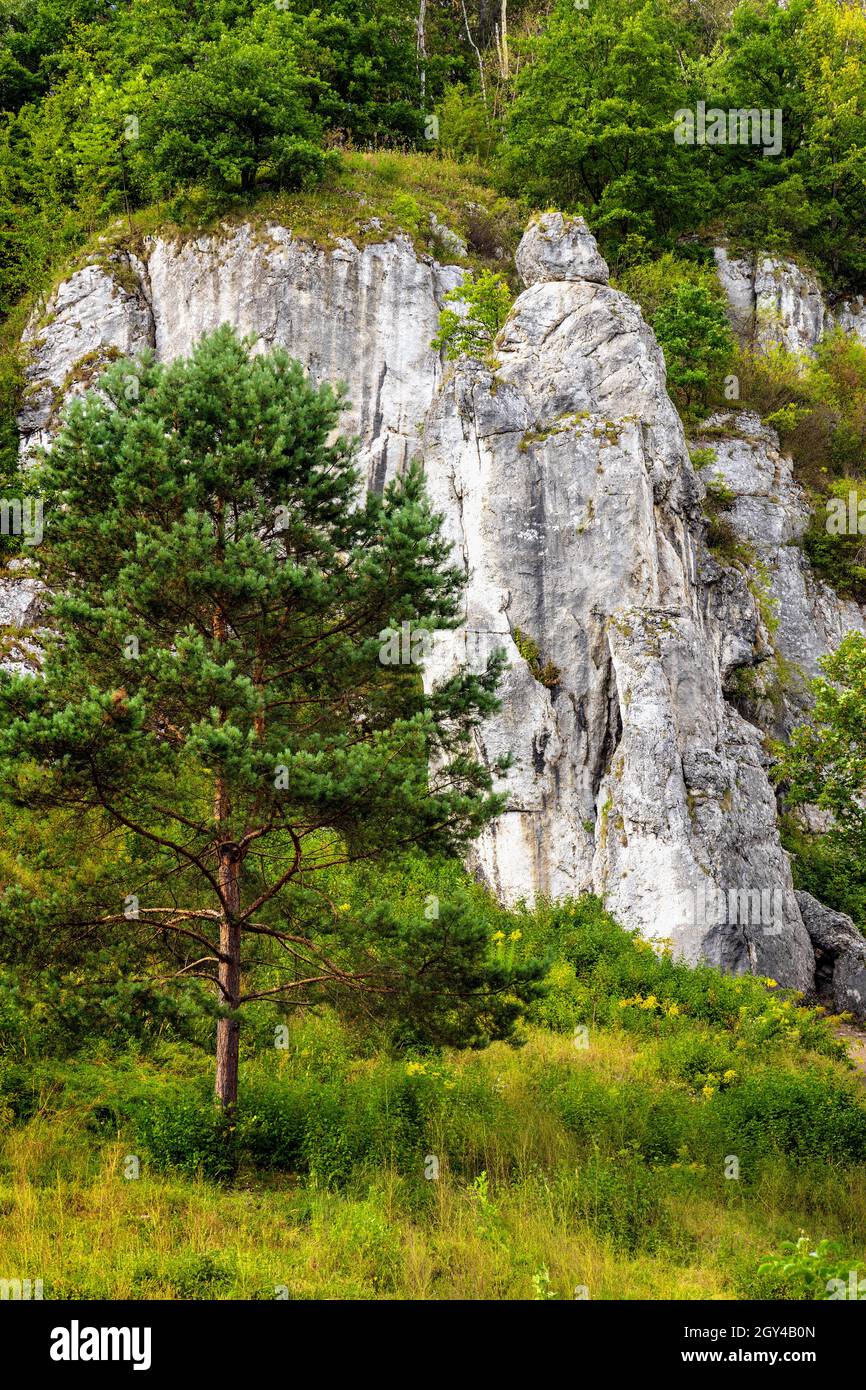 Mala Plyta limestone rock in Kobylanska Valley within Jura Krakowsko-Czestochowska upland near Cracow in Lesser Poland Stock Photo