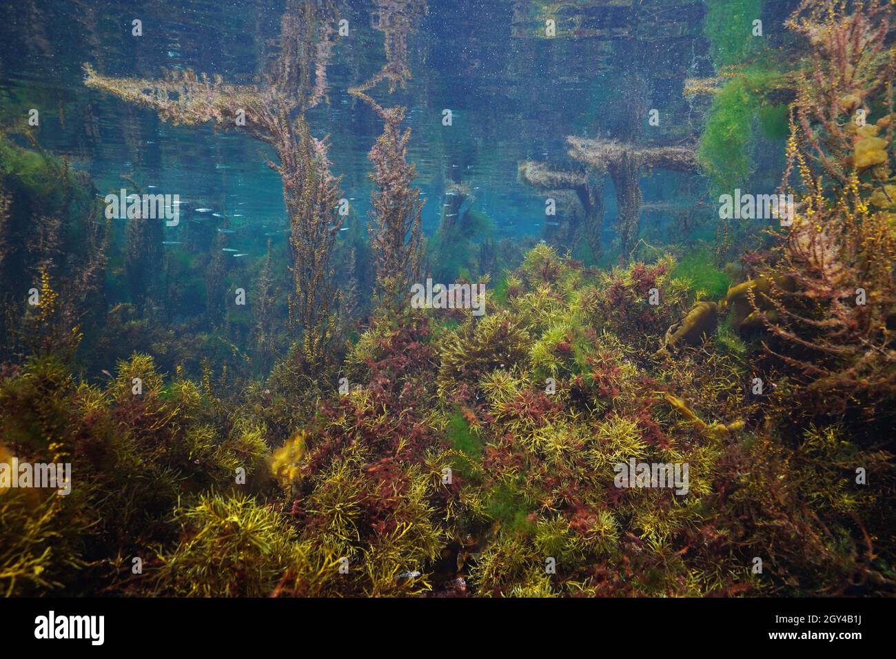 Dense growth of algae in shallow water in the ocean, underwater scene, Eastern Atlantic, Spain, Galicia Stock Photo