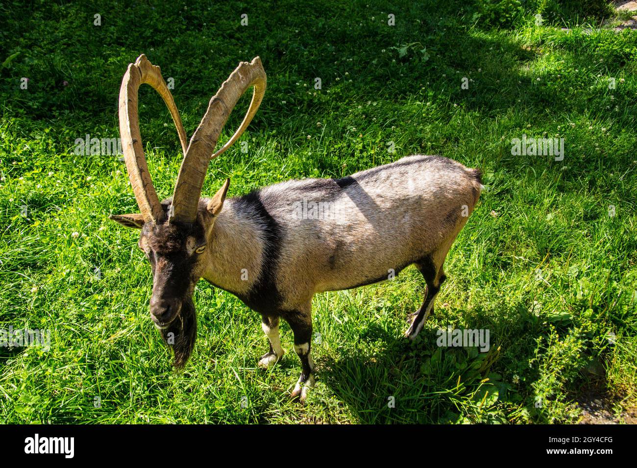 Selective of a Bezoar ibex (Capra aegagrus aegagrus) in greenery Stock Photo
