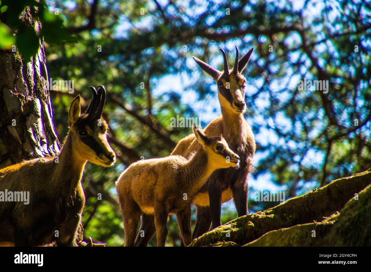 Selective of chamois (Rupicapra rupicapra) in greenery Stock Photo