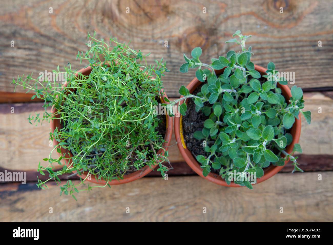 A top view of thyme and oregano plants, used in Italian cooking Stock