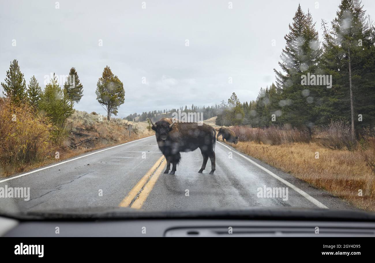 American bison on a road seen through the windshield in Yellowstone National Park, USA. Stock Photo