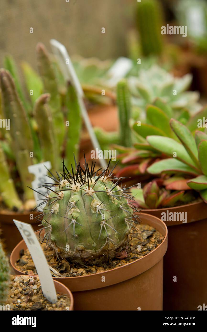 Cacti and other succulents in pots with name markers Stock Photo Alamy