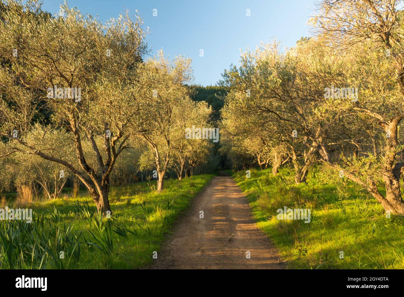 Paarl south africa hires stock photography and images Alamy