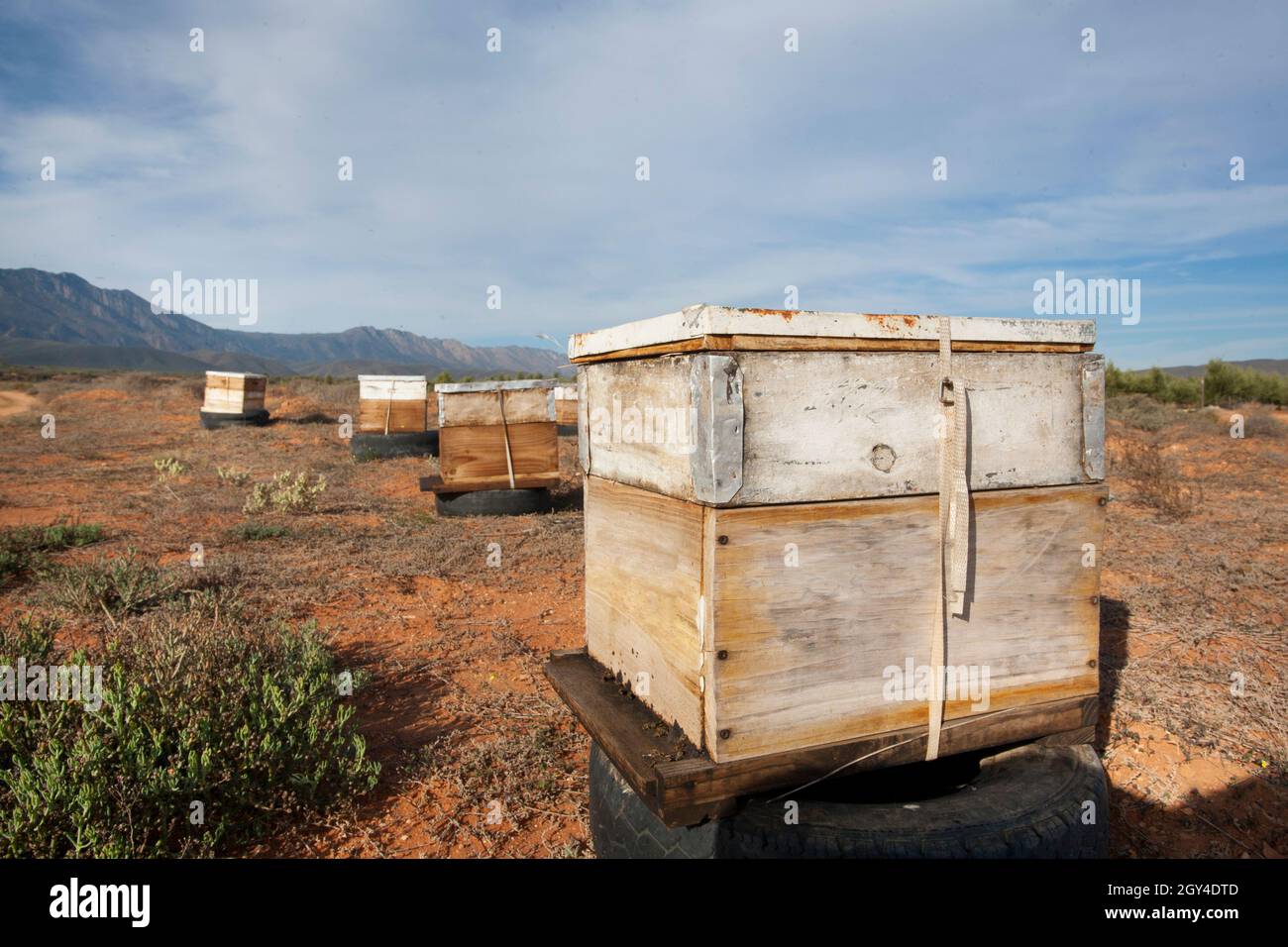 Beehives being used for pollination of vegetables and fruit crops in the Nuy VAlley in the Breede River area of the Western Cape, South Africa. Stock Photo