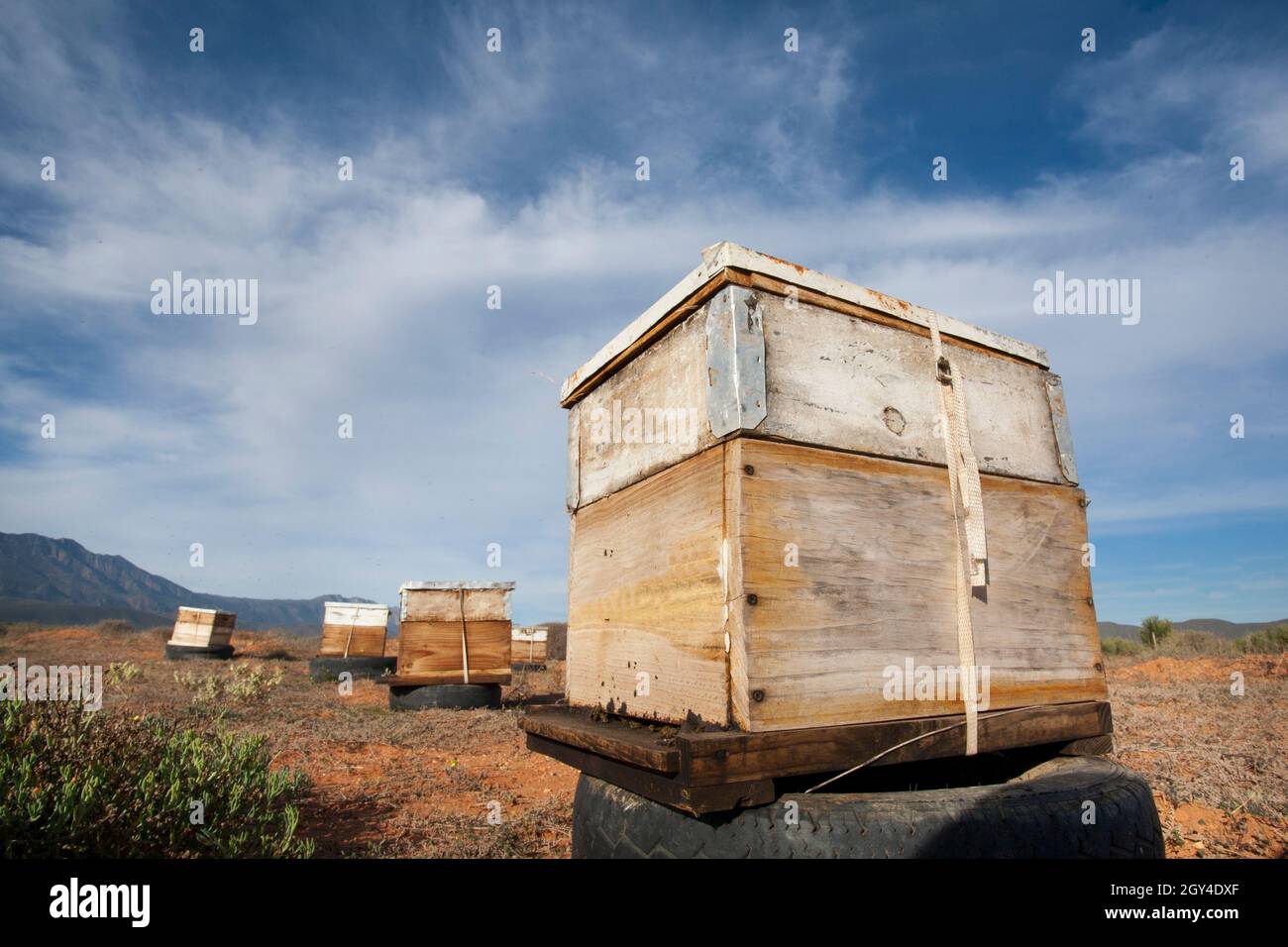 Beehives being used for pollination of vegetables and fruit crops in ...