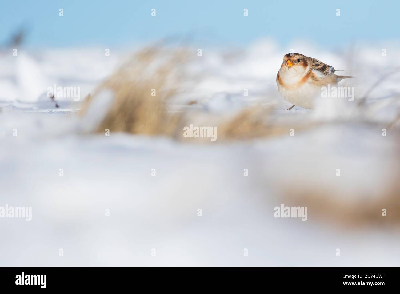 Snow Bunting - Schneeammer - Plectrophenax nivalis ssp. nivalis, Germany (Baden-Württemberg) Stock Photo