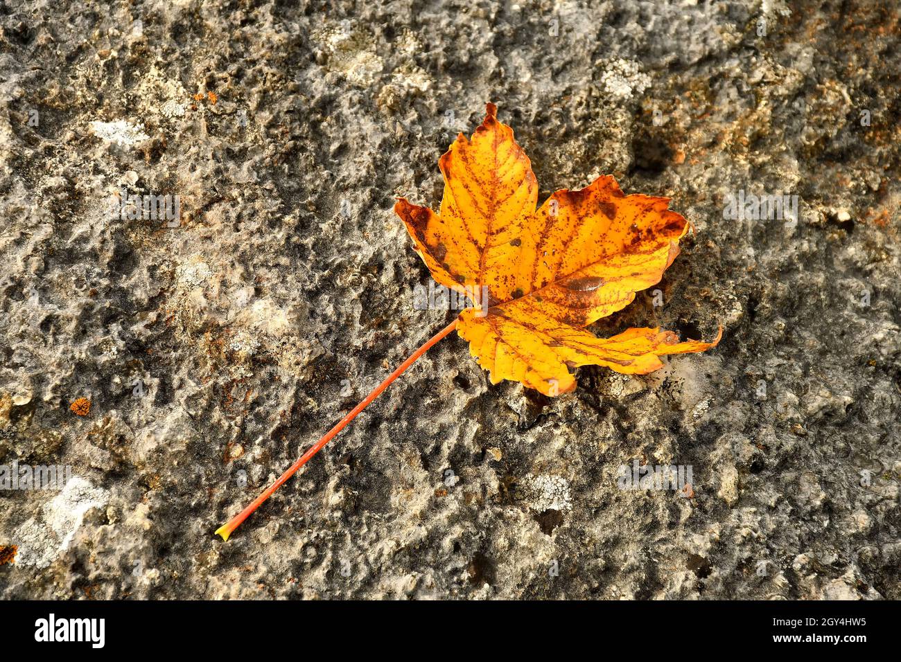 autumnal colored maple leaf on a street floor Stock Photo