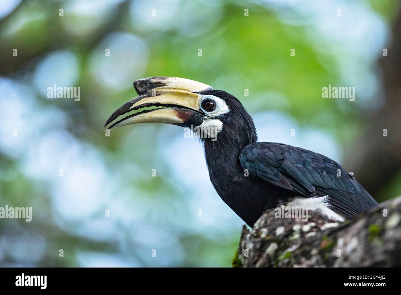 Oriental Pied Hornbill, Singapore Stock Photo