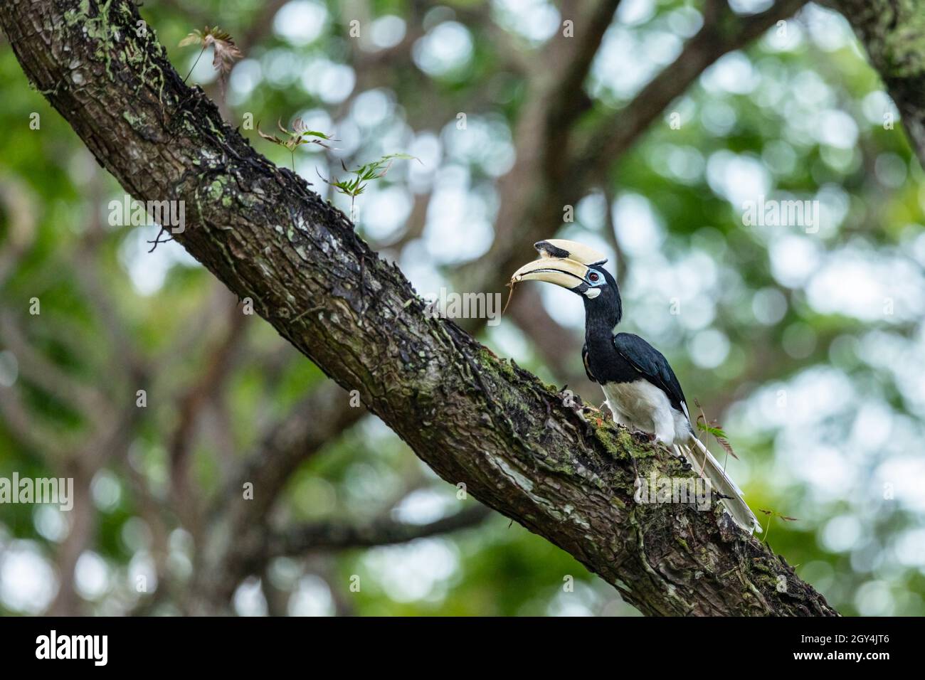 Oriental Pied Hornbill, Singapore Stock Photo