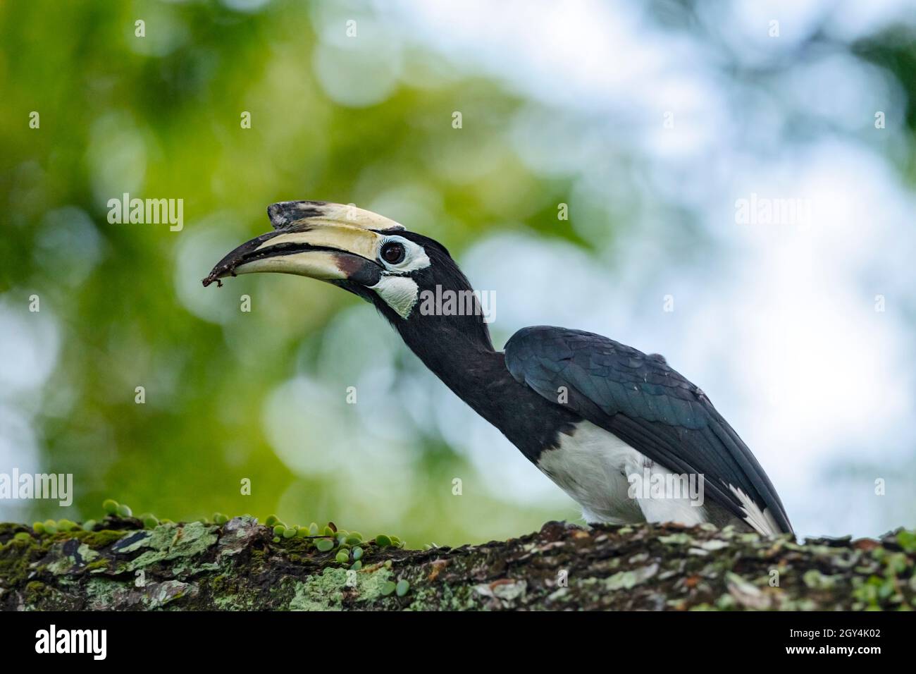 Oriental Pied Hornbill tossing a gecko down its mouth, Singapore Stock Photo