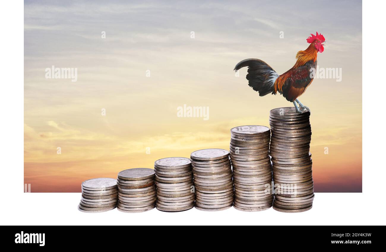 Coin chicken hi-res stock photography and images - Alamy