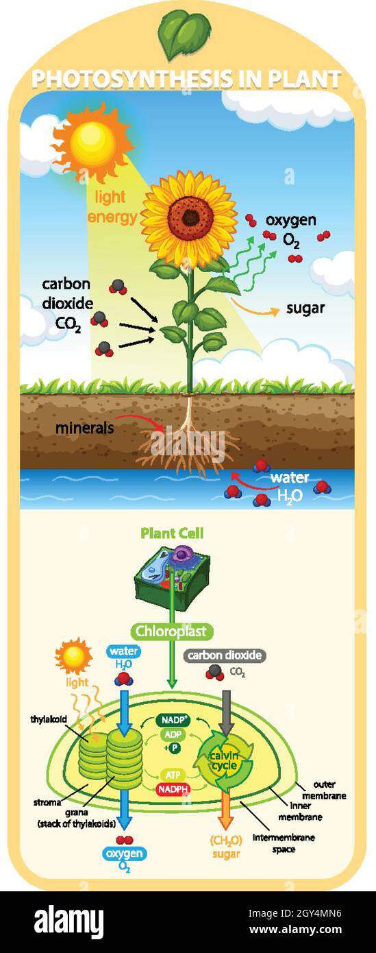 Diagram showing process of photosynthesis in plant illustration Stock