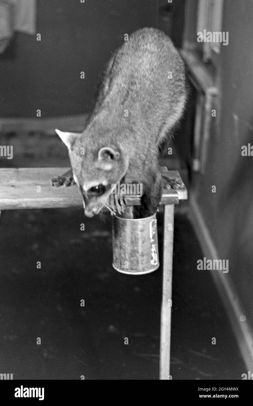 Animal psychology hi-res stock photography and images - Alamy Animal psychology hi-res stock photography and images - Alamy