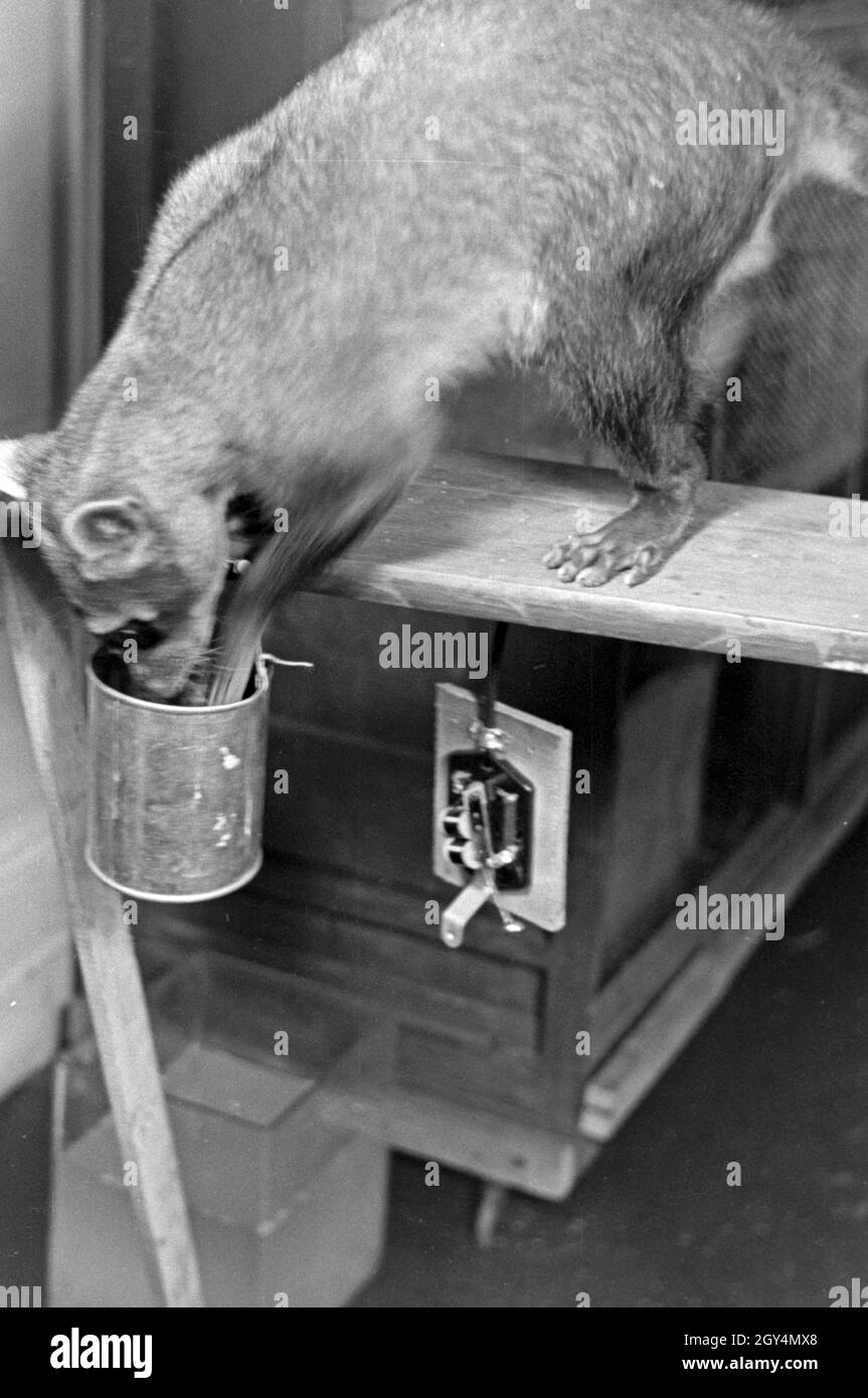 Ein junger Dachs in einem Tierversuch am Tierpsychologischen Institut der Wilhelms Universität in Münster, Deutschland 1930er Jahre. A young badger in an animal experiment at the insitute for animal psychology of Wilhelms university at Muenster, Germany 1930s. Stock Photo