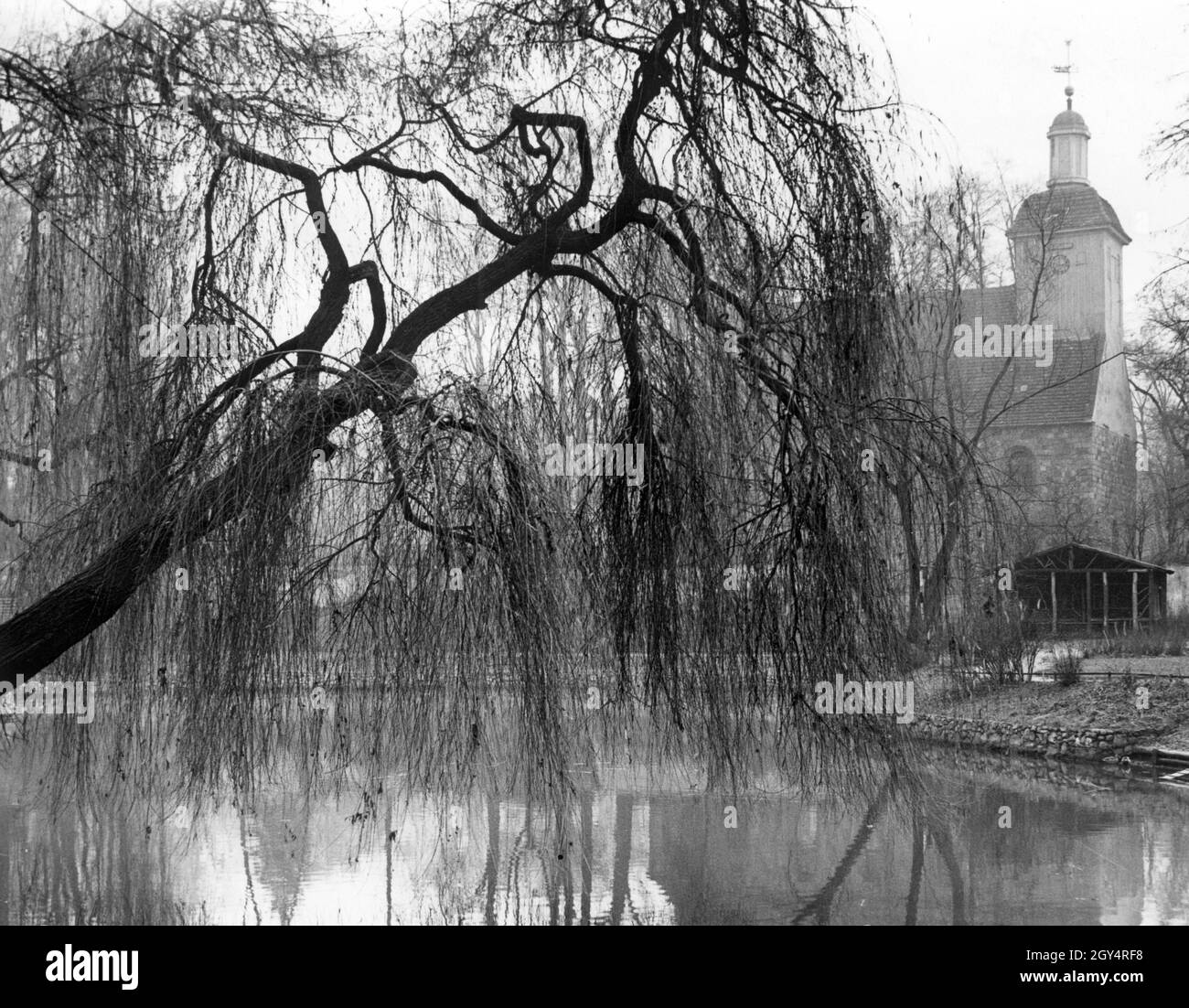 The scrawny branches of a willow hang down into the Wilhelmsteich pond in Berlin-Tempelhof. Behind it stands the village church Tempelhof. The photo was taken on 3 December 1937. [automated translation] Stock Photo
