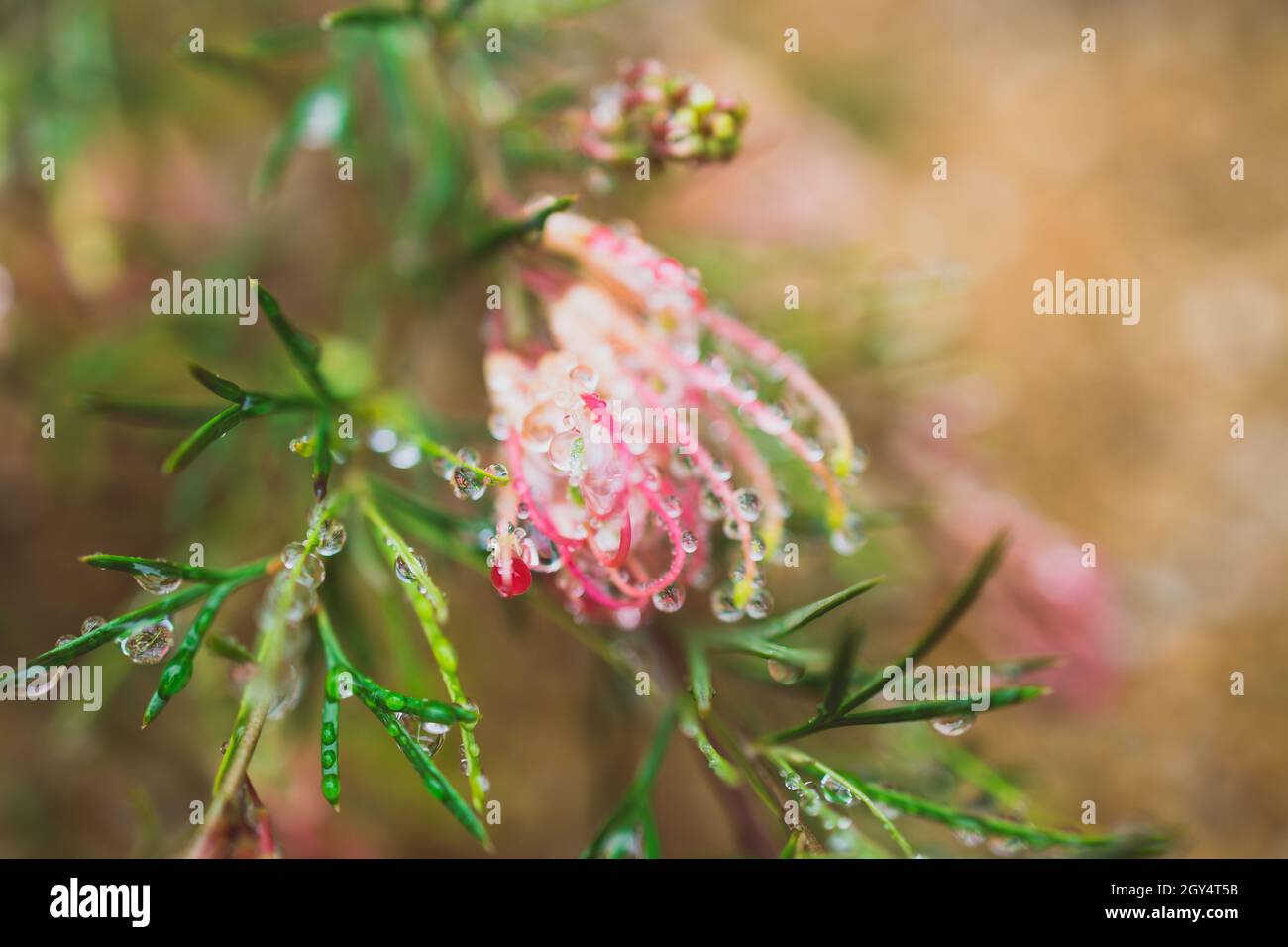 native Australian grevillea semperflorens plant with yelow and pink flowers outdoor in beautiful tropical backyard shot at shallow depth of field Stock Photo