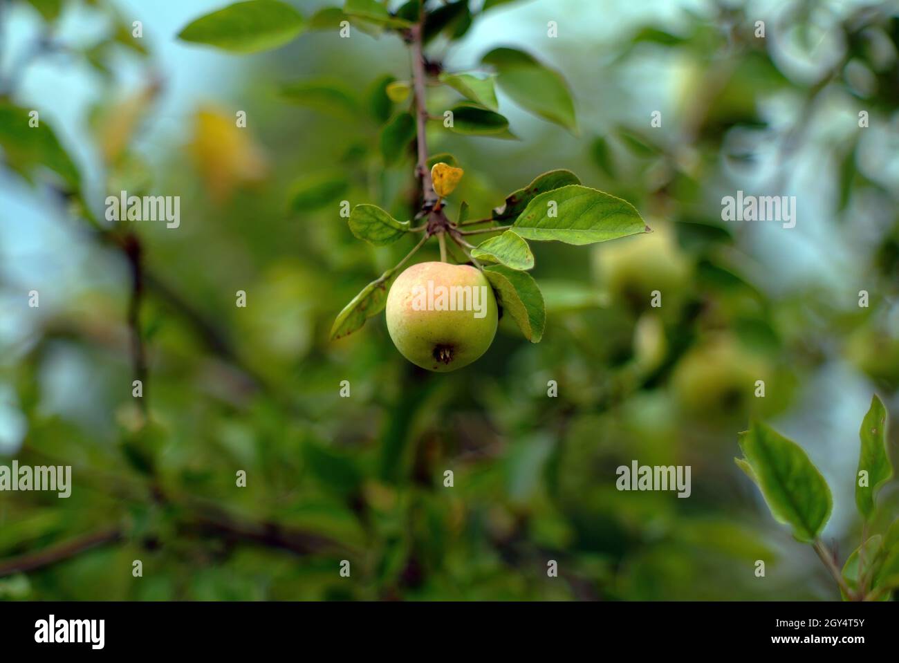 apple on a young apple tree in the garden, in summer Stock Photo - Alamy