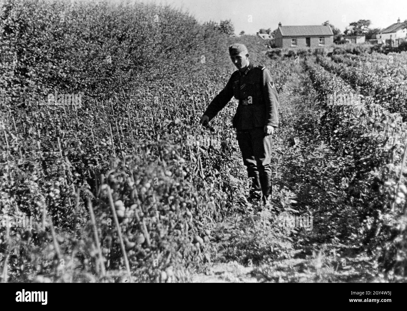 A German soldier in Jersey in a tomato field. [automated translation] Stock Photo