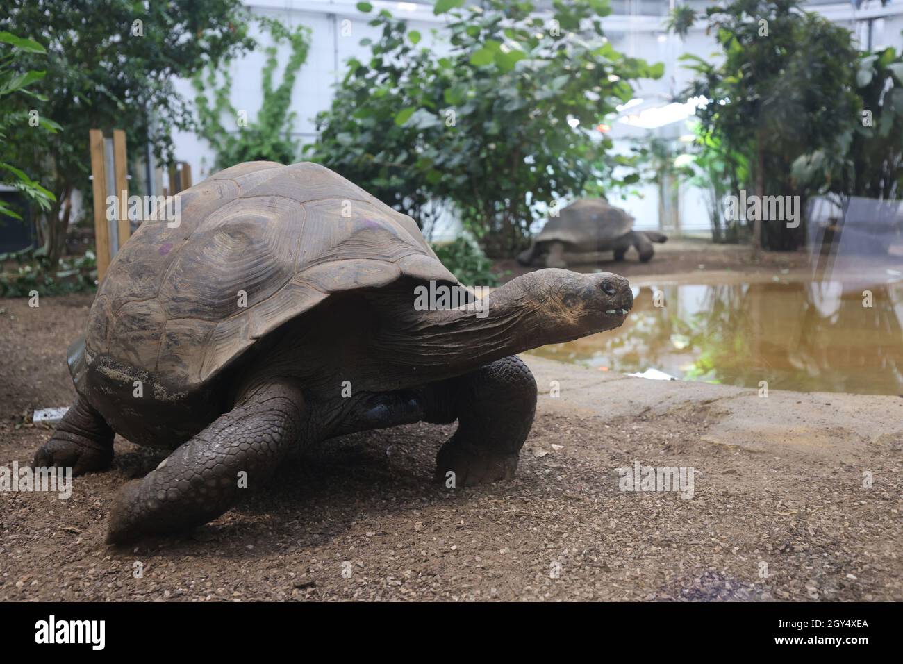 Giant Galapagos tortoises, explore their new home at ZSL London Zoo