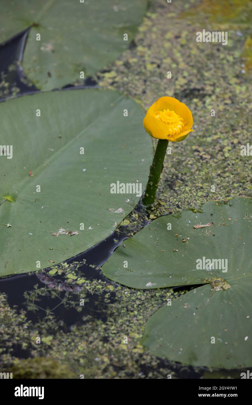 Gelbe Teichrose, Teichrose, Mummel, Nuphar lutea, Brandy Bottle, Yellow