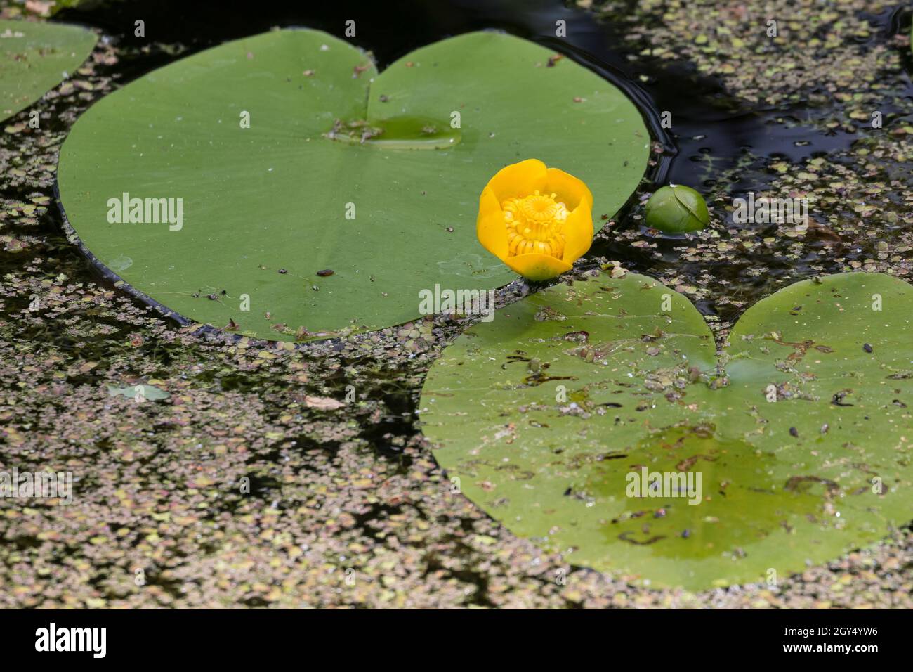 Gelbe Teichrose, Teichrose, Mummel, Nuphar lutea, Brandy Bottle, Yellow
