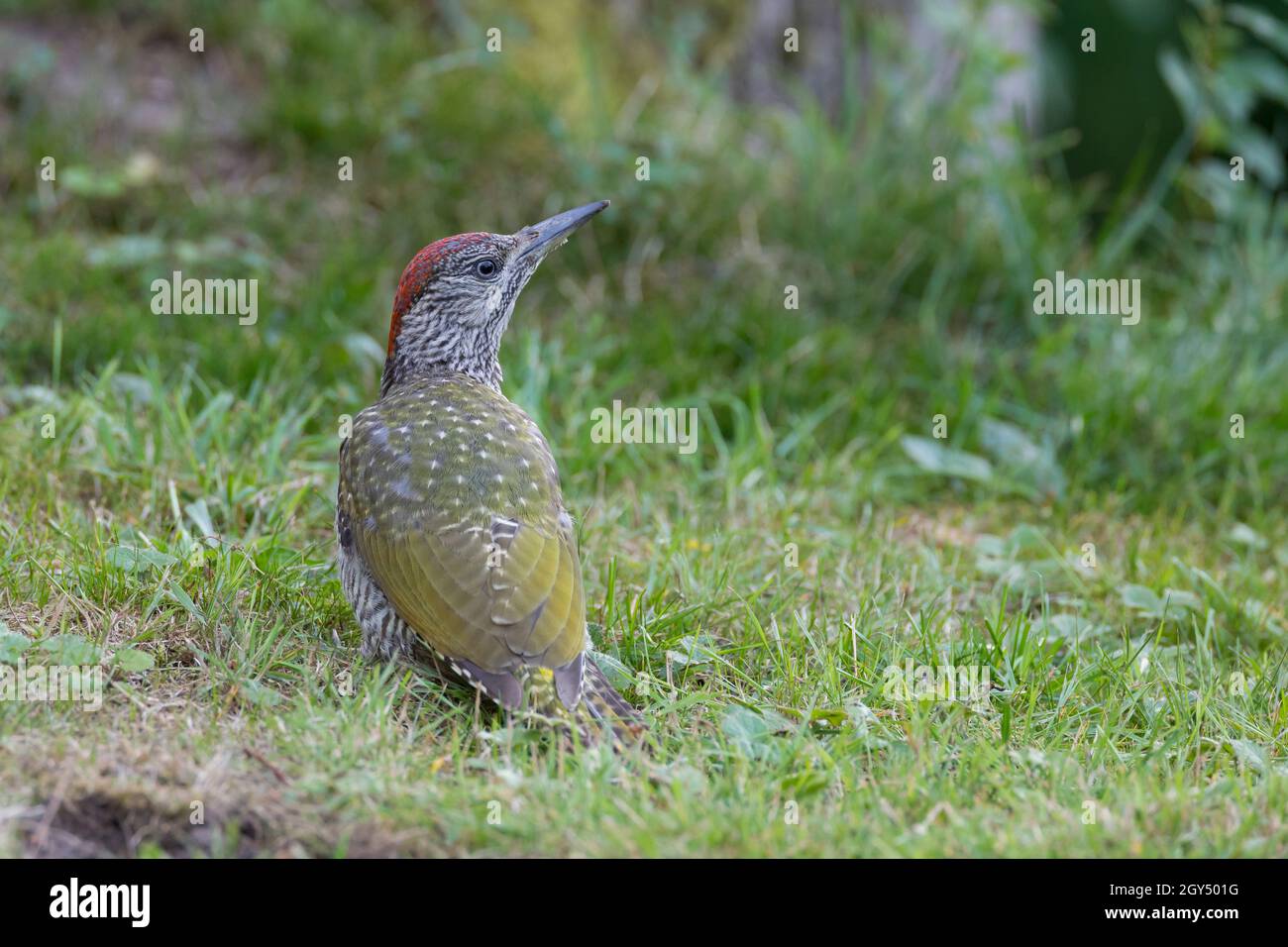 Grünspecht, Jungvogel, Grün-Specht, Grasspecht, Erdspecht, Specht, Spechte, Picus viridis, green woodpecker, European green woodpecker, Le Pic vert, p Stock Photo