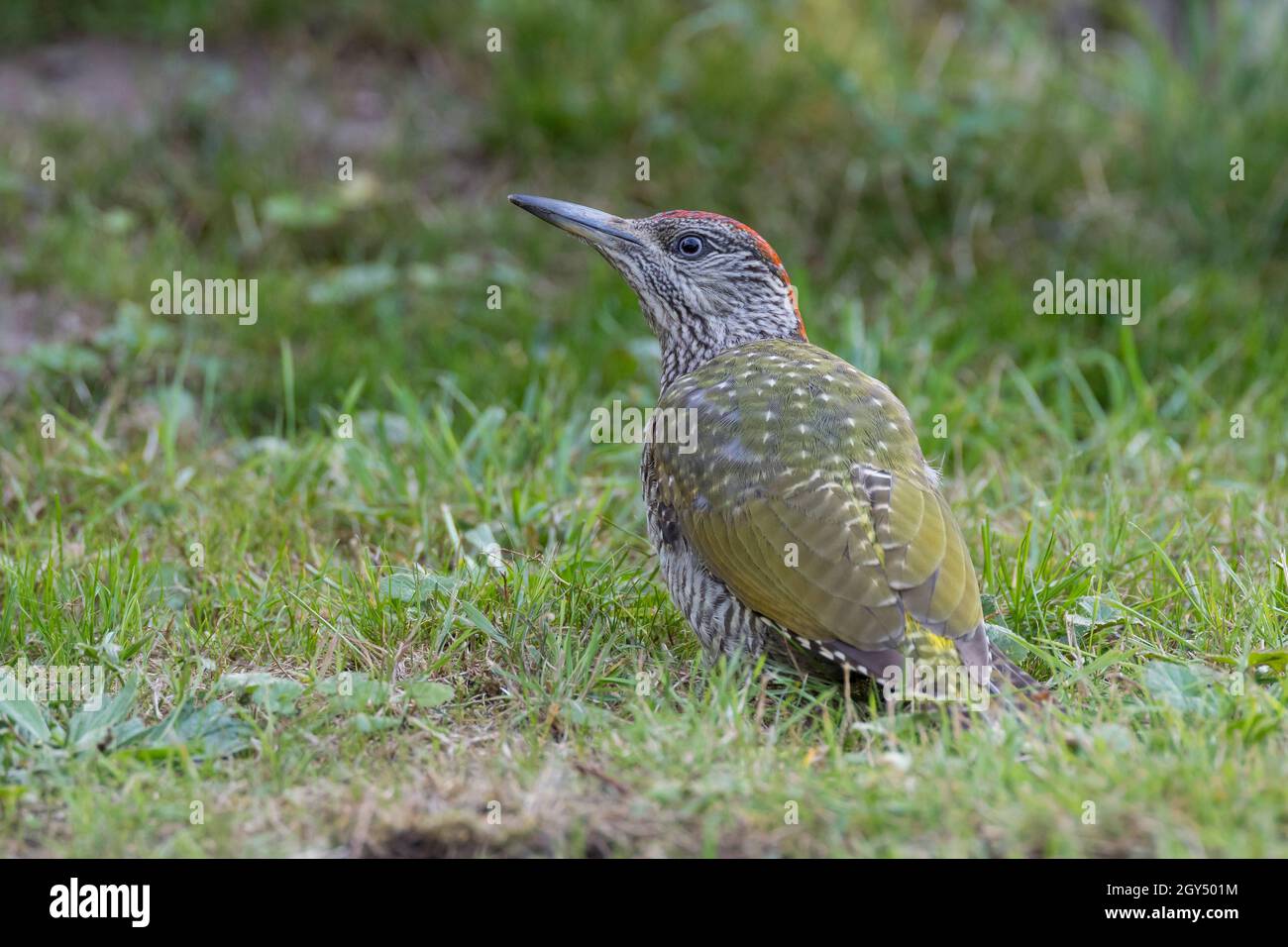 Grünspecht, Jungvogel, Grün-Specht, Grasspecht, Erdspecht, Specht, Spechte, Picus viridis, green woodpecker, European green woodpecker, Le Pic vert, p Stock Photo