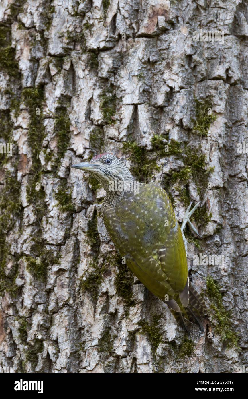 Grünspecht, Jungvogel, Grün-Specht, Grasspecht, Erdspecht, Specht, Spechte, Picus viridis, green woodpecker, European green woodpecker, Le Pic vert, p Stock Photo