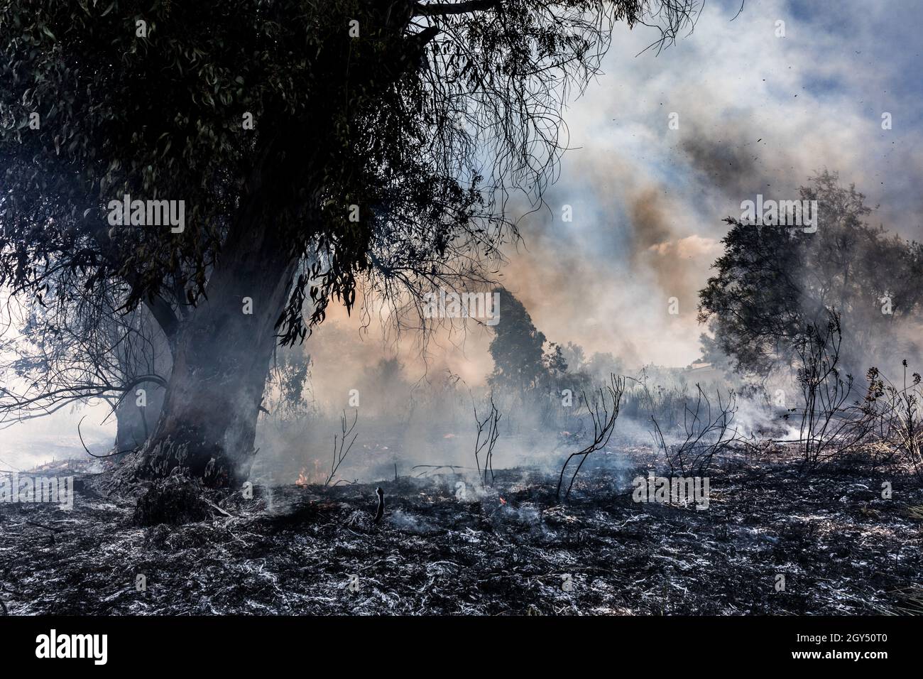 Smoky trees in the burning forest Stock Photo - Alamy