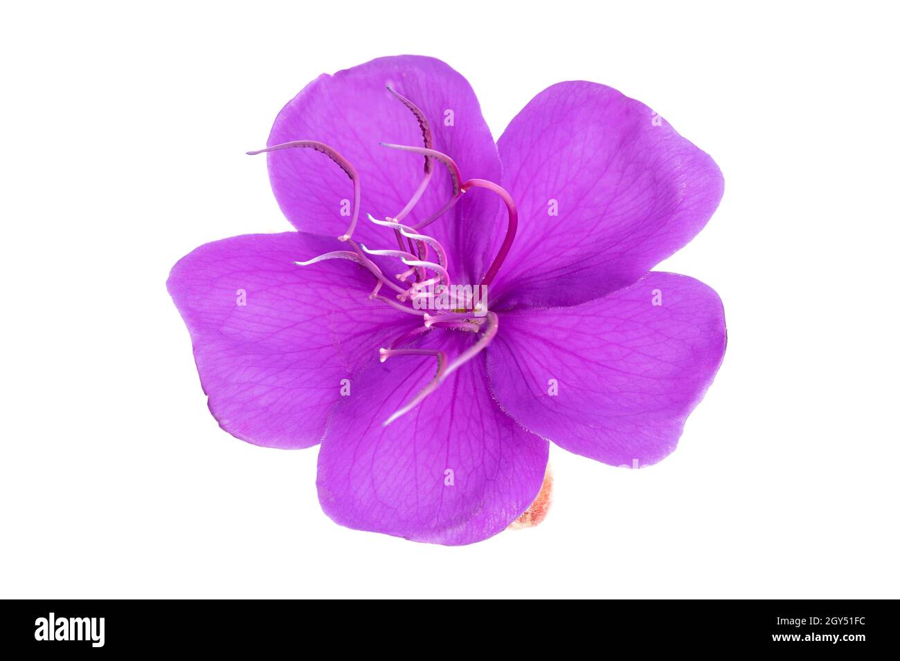 Tibouchina purple flower isolated in white background. Tibouchina urvilleana Stock Photo
