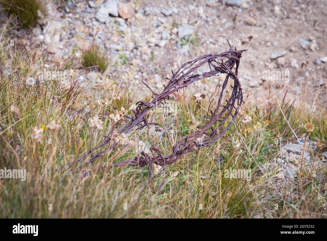 Brabwire Rusted Rusty barb wire from World War I Stock Photo - Alamy