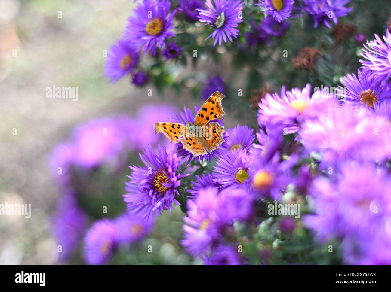 The Comma or Polygonia c-album butterfly on Japanese aster (Kalimeris incisa) Stock Photo