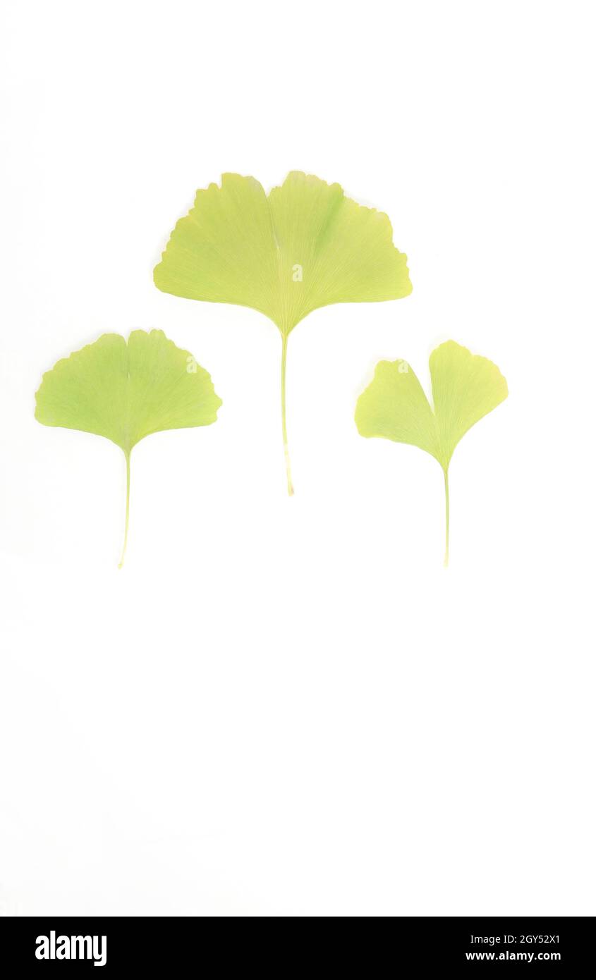 Ginkgo biloba leaf isolated on a white background Stock Photo