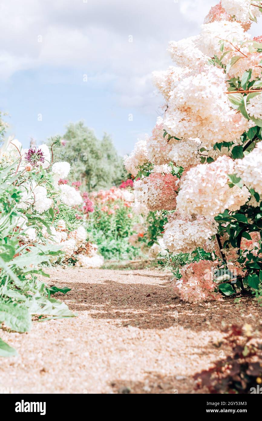 Hydrangea pink and blue landscape hi-res stock photography and images ...