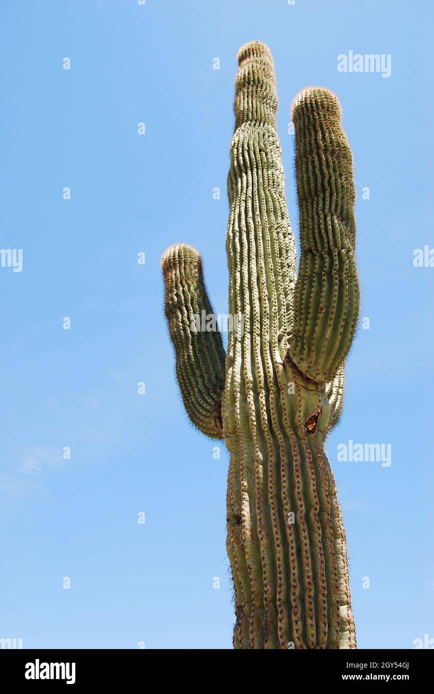 Vertical shot of a tall growing cactus with blue sky in the background ...