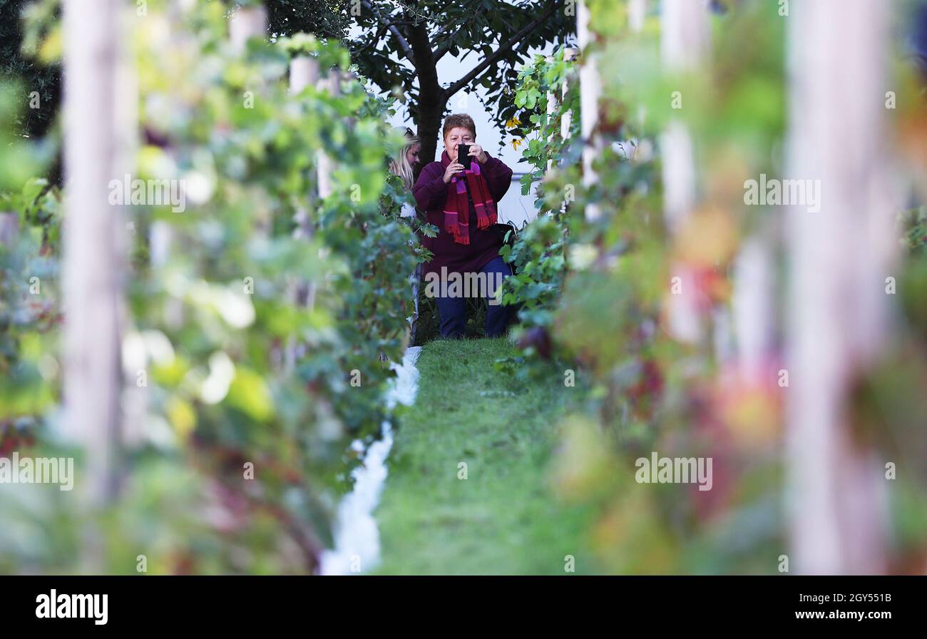 Paris, France. 6th Oct, 2021. A woman visits the Clos Montmartre vineyard during the harvest festival in Montmartre, Paris, France, Oct. 6, 2021. The vineyard, covering an area of 1,556 square meters, was created by the City of Paris in 1933. Closed to the public throughout the year except the harvest festival, the Clos Montmartre celebrates its annual harvest in autumn. Profit from the sale of this local wine goes towards funding social projects in the local municipality. This year's harvest festival goes from Oct. 6 to Oct. 10. Credit: Gao Jing/Xinhua/Alamy Live News Stock Photo