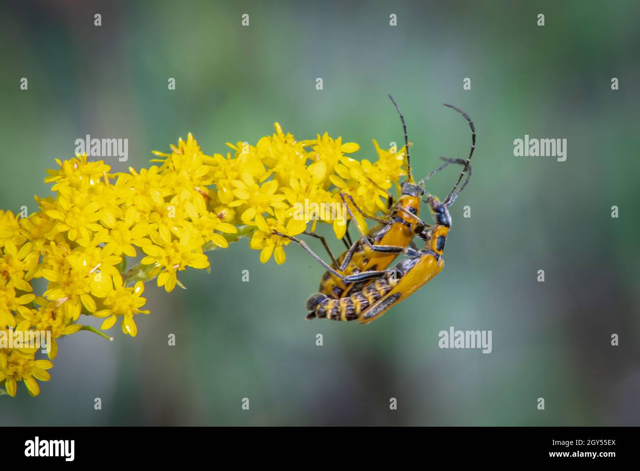 Goldenrod soldier beetles hires stock photography and images Alamy