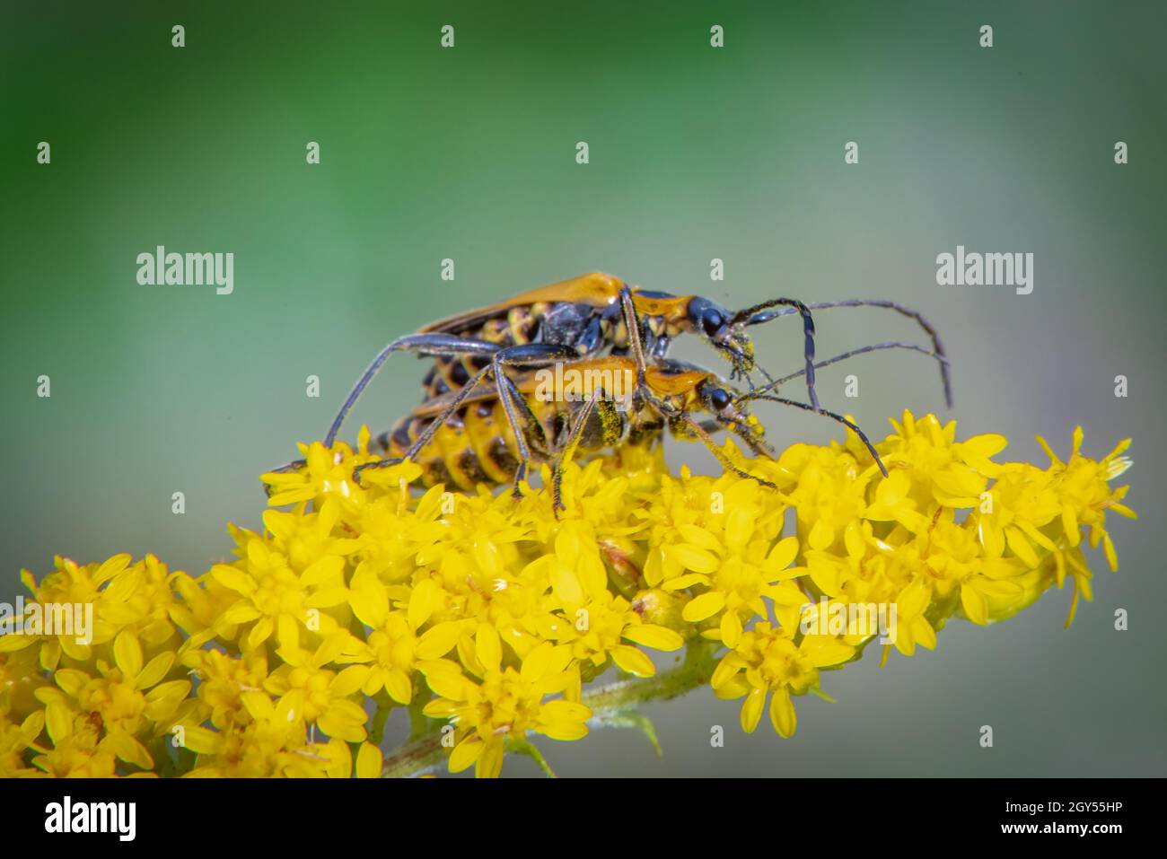 Goldenrod soldier beetles hires stock photography and images Alamy