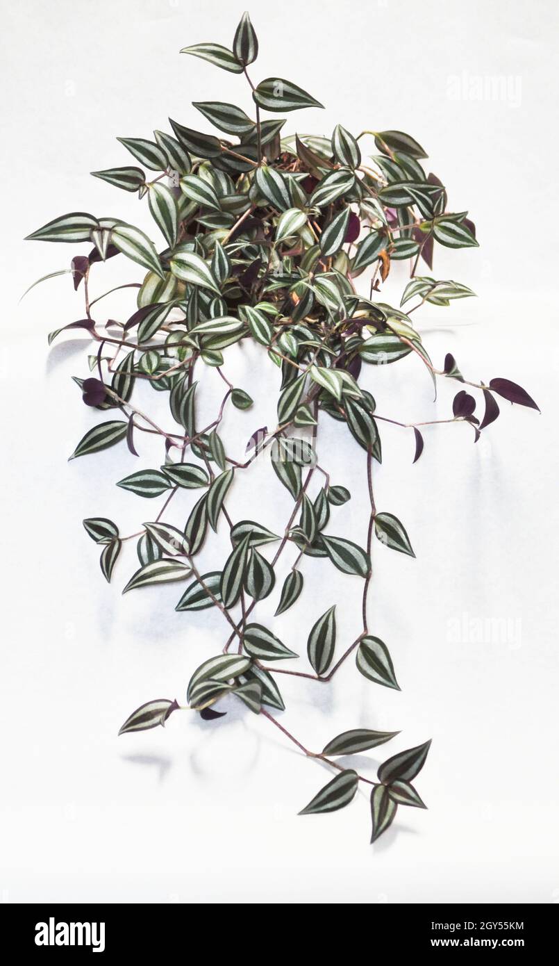 Tradescantia zebrina plant - a trailing plant with beautiful purple, green and silver striped leaves, set against a white background. Stock Photo