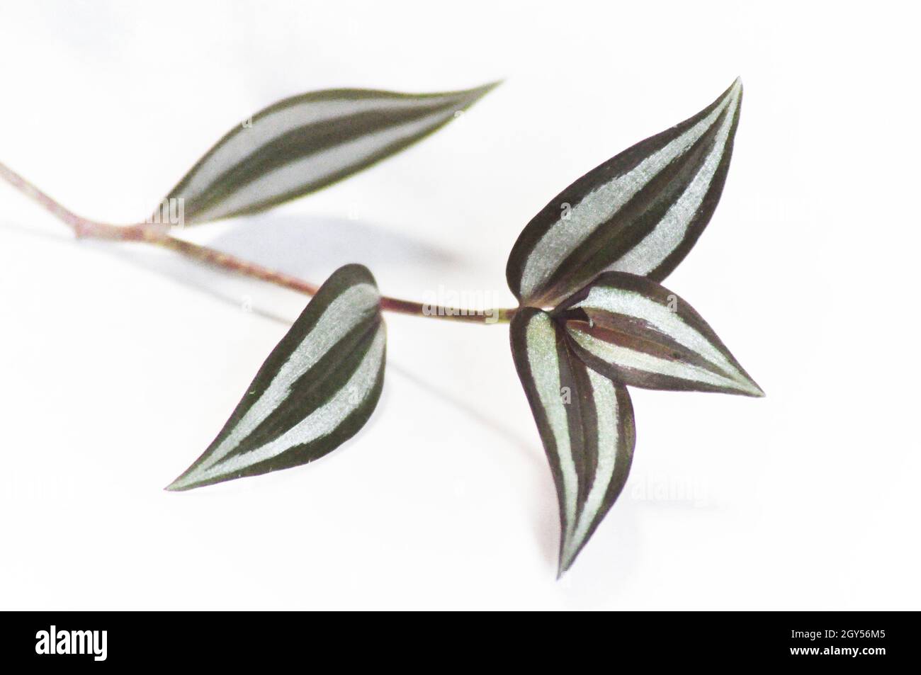 Tradescantia zebrina plant - a stem of the plant showing 5 leaves and set against a white background Stock Photo