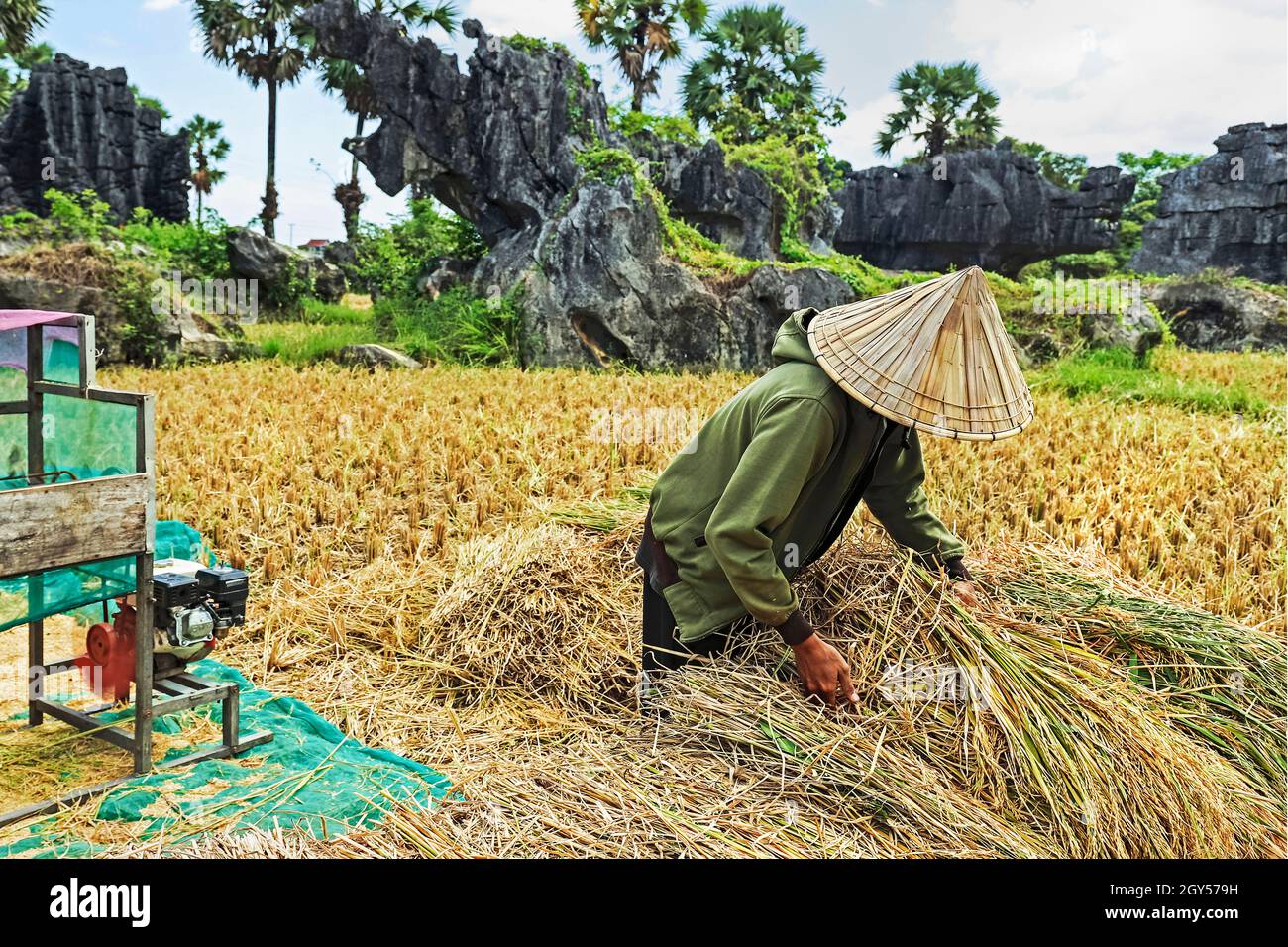 Man threshing rice with machine by typical eroded limestone rocks in ...