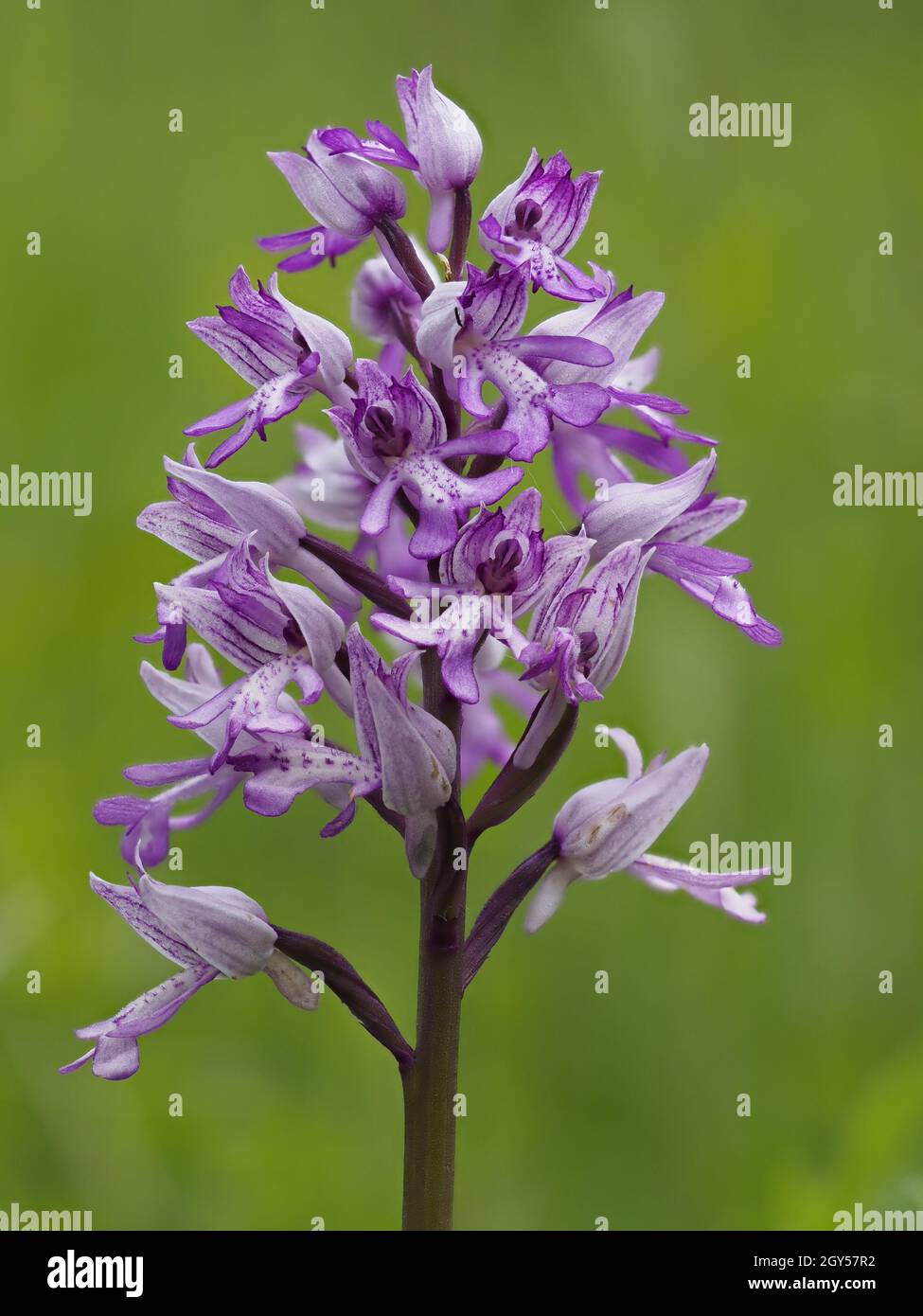 Military Orchid, (Orchis militaris) Homefield Woods, Buckinghamshire, SSSI Nature Reserve, rare in UK, stacked focus Stock Photo