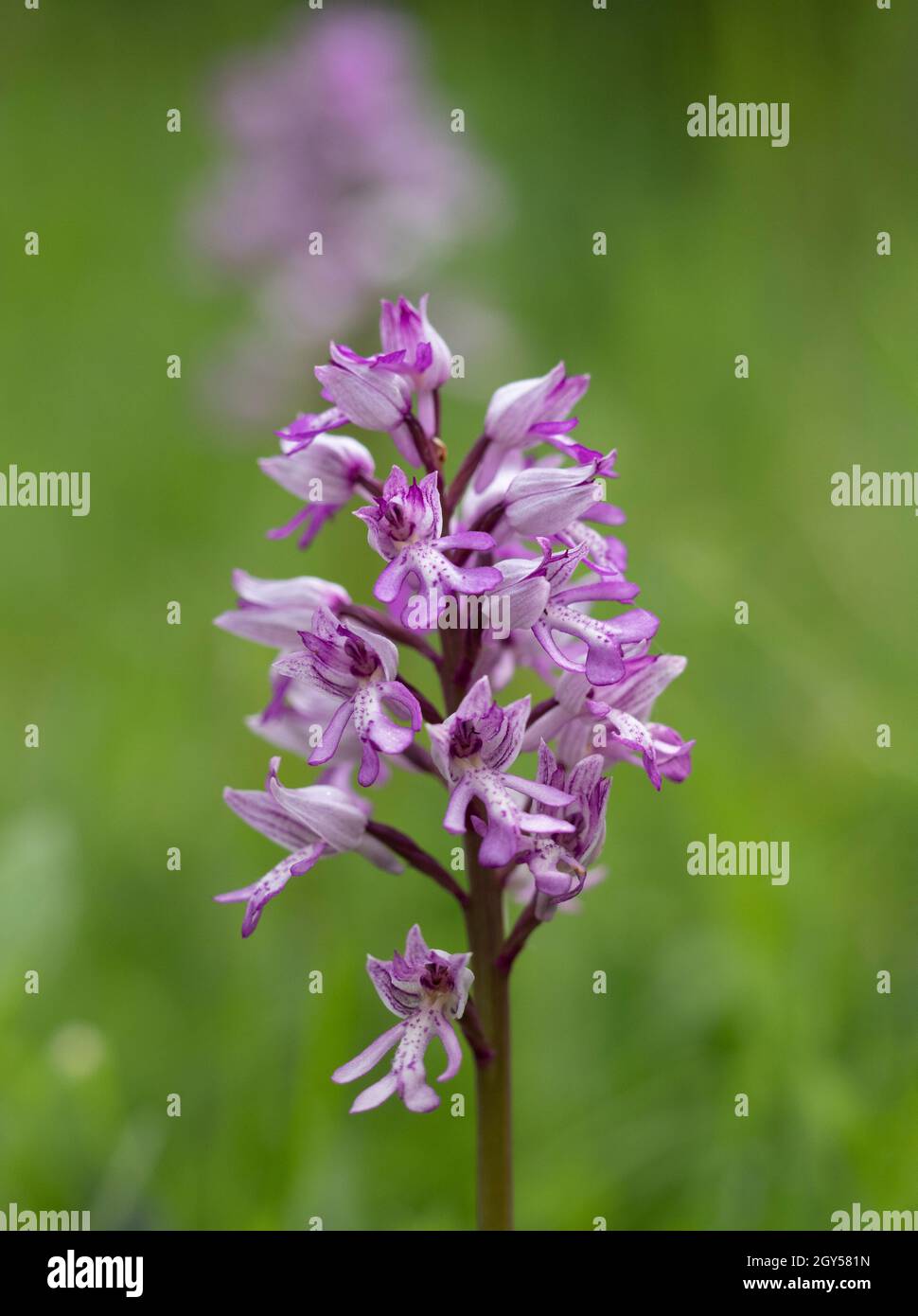 Military Orchid, (Orchis militaris) Homefield Woods, Buckinghamshire, SSSI Nature Reserve, rare in UK Stock Photo