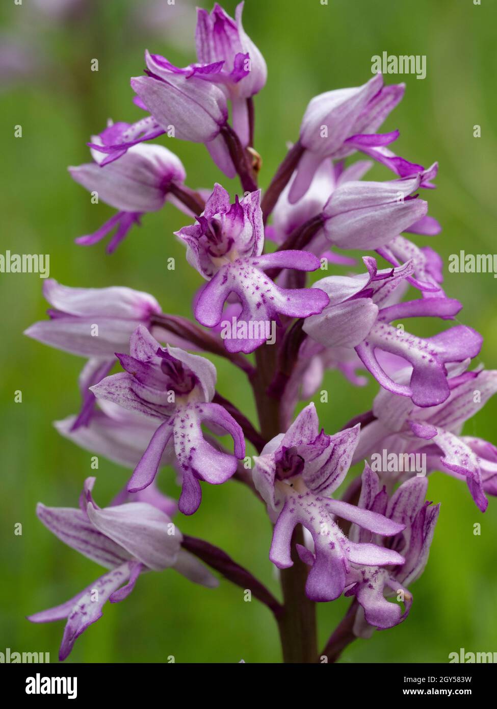 Military Orchid, (Orchis militaris) Homefield Woods, Buckinghamshire, SSSI Nature Reserve, rare in UK Stock Photo