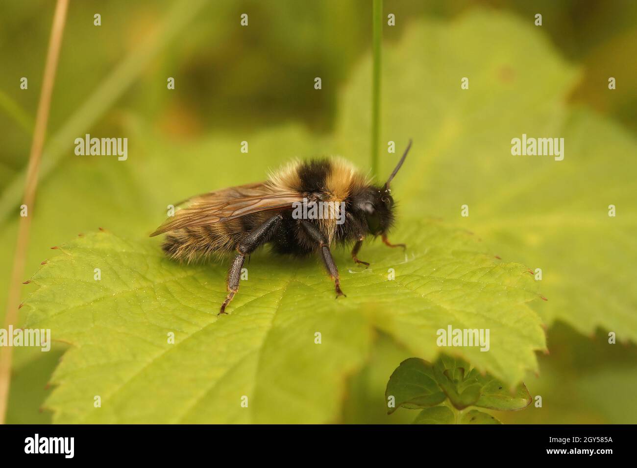 Closeup on a male Field cuckoo bumnble-bee Bombus campestris Stock Photo