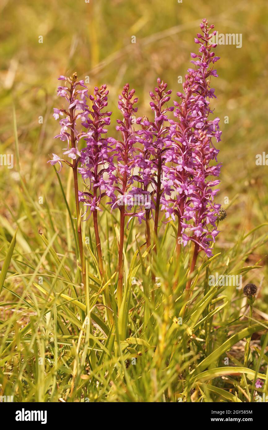 Closeup on the colorful purple fragrant chalk orchid , Gymnadenia conopsea Stock Photo