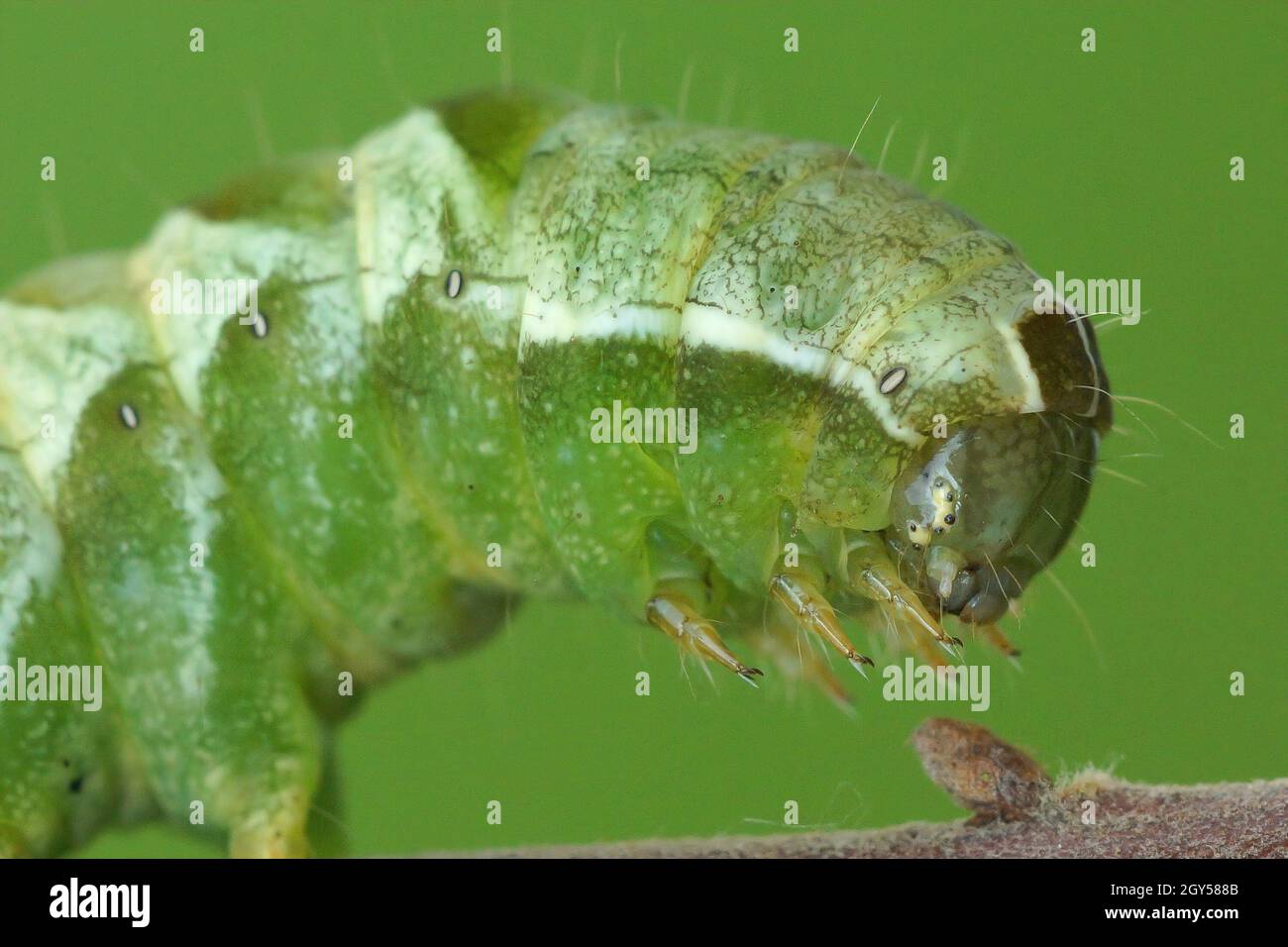 Detailed closeup of the caterpillar of the Dot moth, Melanchra persicariae Stock Photo